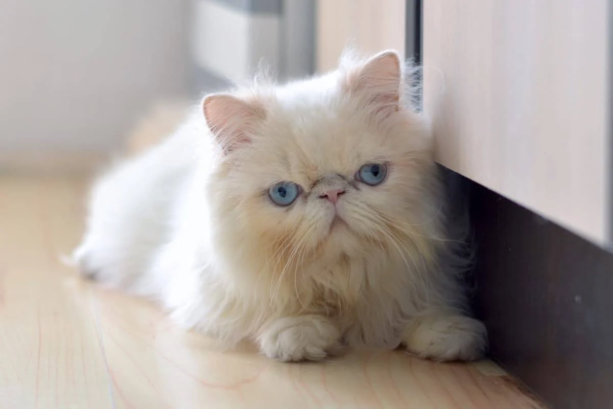 Fancy Feast || Arm & Hammer Sales -FANCY FEAST Sales 580